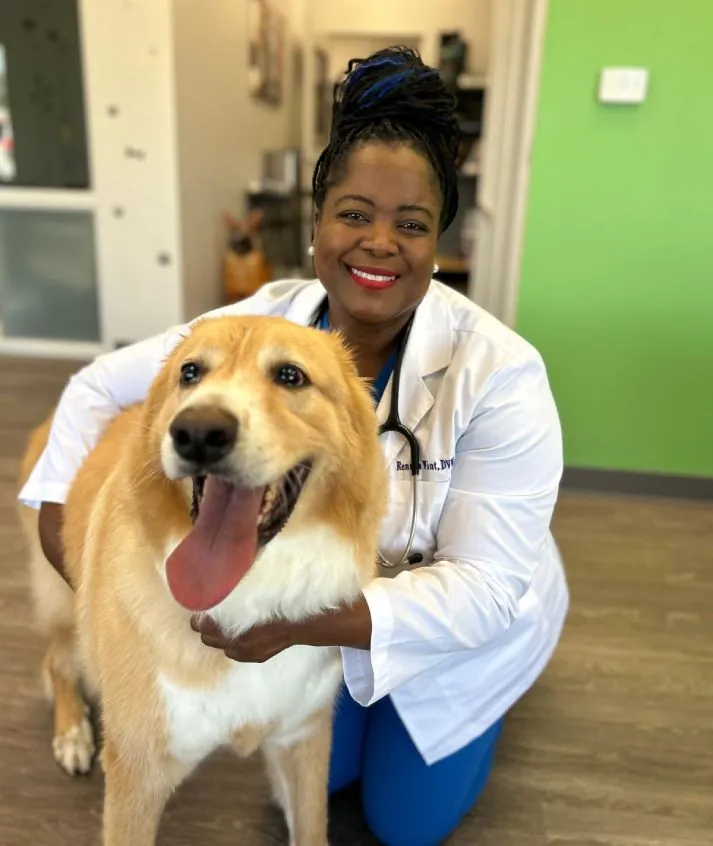 Veterinarian in a white coat with a golden retriever in the clinic hallway